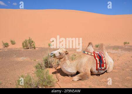 Baktrianische Kamelreiten für Touristen in den Sanddünen von Moltsog Els, Wüste Gobi, Mongolei. Stockfoto