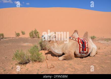 Baktrianische Kamelreiten für Touristen in den Sanddünen von Moltsog Els, Wüste Gobi, Mongolei. Stockfoto