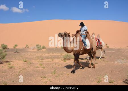 Baktrianische Kamelreiten für Touristen in den Sanddünen von Moltsog Els, Wüste Gobi, Mongolei. Stockfoto