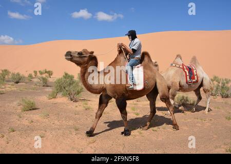 Baktrianische Kamelreiten für Touristen in den Sanddünen von Moltsog Els, Wüste Gobi, Mongolei. Stockfoto