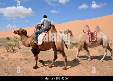 Baktrianische Kamelreiten für Touristen in den Sanddünen von Moltsog Els, Wüste Gobi, Mongolei. Stockfoto