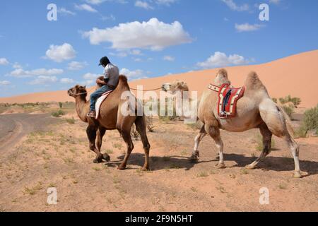 Baktrianische Kamelreiten für Touristen in den Sanddünen von Moltsog Els, Wüste Gobi, Mongolei. Stockfoto