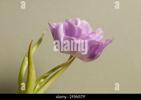 Tulpenblüten Makro schoss lokalen Fokus Stockfoto