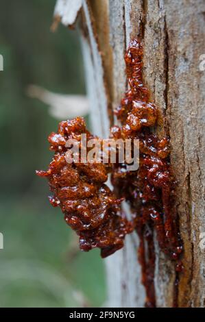 Aus diesem Grund werden diese Bäume als Gummibäume bezeichnet - ein großer Klumpen Saft auf einem Bloodwood (Corymbia gummifera), der entsprechend rot blutgefärbt ist! Stockfoto