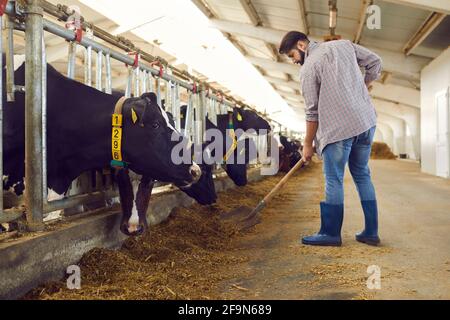 Landwirt mit Spaten, der etwas Futter für die Fütterung von Kühen beifügt Eine Rinderfarm auf dem Land Stockfoto
