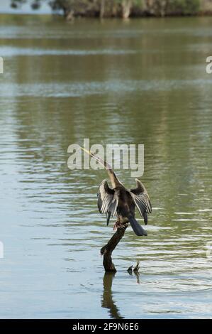 Ein Darter (Anhinga melanogaster) steht auf einem toten Baum, um sich nach einem Tauchgang im See im Jells Park in Glen Waverley, Victoria, Australien, zu trocknen. Stockfoto