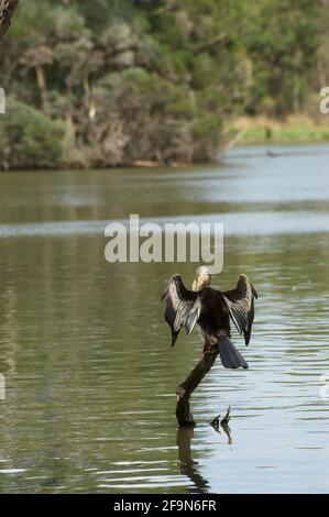 Ein Darter (Anhinga melanogaster) steht auf einem toten Baum, um sich nach einem Tauchgang im See im Jells Park in Glen Waverley, Victoria, Australien, zu trocknen. Stockfoto