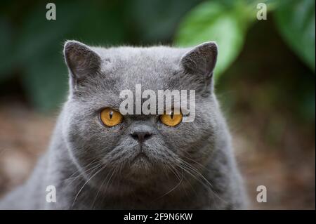 Beau ist eine kurzhaarige Perserkatze. Er sieht immer wütend aus, aber wenn man genau hinschaut, sieht man ein wenig Dribbeln auf seinem Kinn - er schnurrte laut! Stockfoto