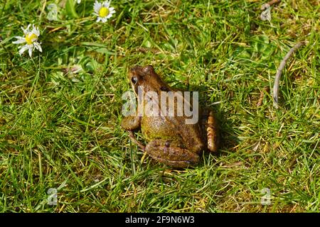 Gewöhnlicher Frosch (Rana temporaria). Familie echte Frösche (Ranidae). Im Frühling auf dem Rasen in einem holländischen Garten. April, Niederlande. Stockfoto