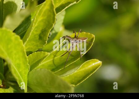 Junge Baumschulspinne (Pisaura mirabilis). Familie Pisauridae. Auf den Blättern eines Euonymus im Frühling in einem holländischen Garten. April, Niederlande. Stockfoto