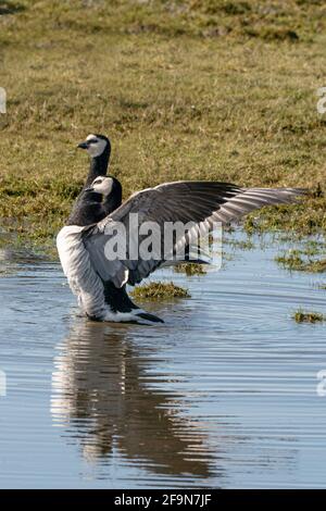 Zwei Weißwangengänse stehen im See. Sie tanzen mit ausgebreiteten Flügeln in der Sonne, Spiegelungen im Wasser Stockfoto