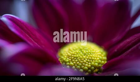 CHRYSANTHEME FIRMENICH Nahaufnahme Makroblume Stockfoto
