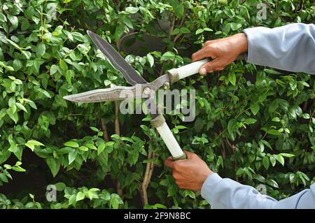 Gärtner schneidet Hecke mit Grasscheren Stockfoto