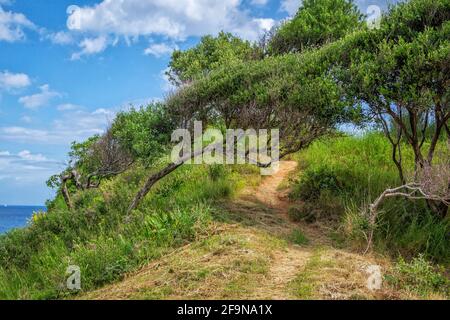 Wunderschöne Sommerlandschaft – üppiges Laub des Waldes an der Küste – grünes Gras und Wanderweg unter wilden Olivenbäumen. Stockfoto