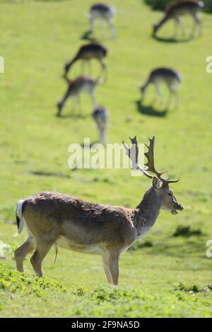 Damhirsch (Dama dama) im Vordergrund mit Weibchen/Hinden hinten - im Boughton Monchelsea deerpark. Großbritannien, Kent, Ende Juni. Stockfoto