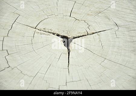 Trockener alter gesprungener Baumstumpf mit Loch in der Mitte Stockfoto