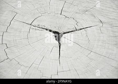 Alte gesprungene Baumstumpf-Textur Stockfoto