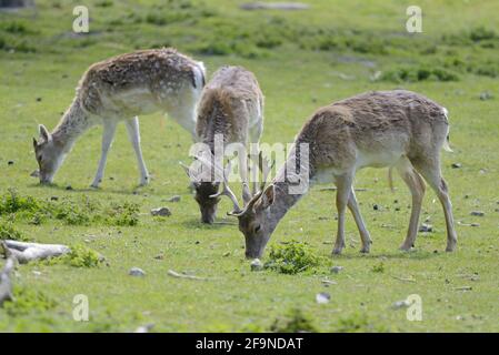 Damwild (Dama dama) im Boughton Monchelsea deerpark. Großbritannien, Kent, Ende Juni. Männlicher Hirsch mit Geweih und zwei Weibchen/Hinden Stockfoto