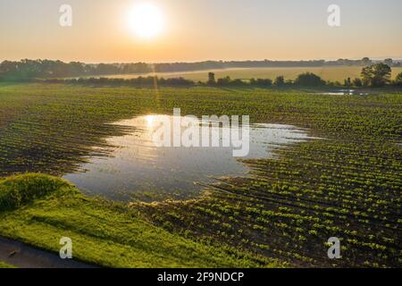 Überflutetes landwirtschaftliches Feld mit wachsenden Pflanzen im Frühjahr Natur Stockfoto