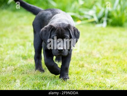 !o Woche alten schwarzen Labrador Puppy Portrait Stockfoto