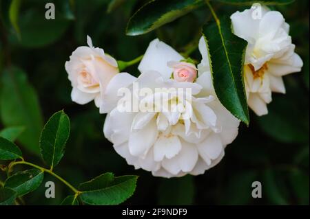 Schöne weiche Farbe von rosa und weißen Rosen auf unscharfem Hintergrund. Stockfoto