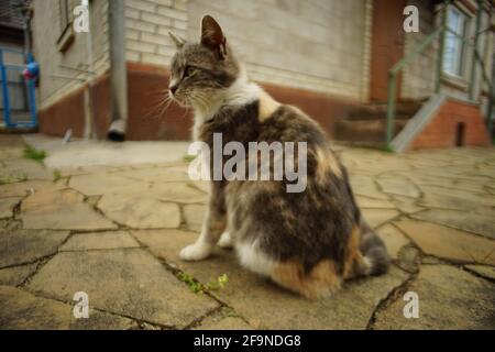 Schöne, ashige Katze, die am Frühlingstag in der Nähe des Hauses sitzt Stockfoto