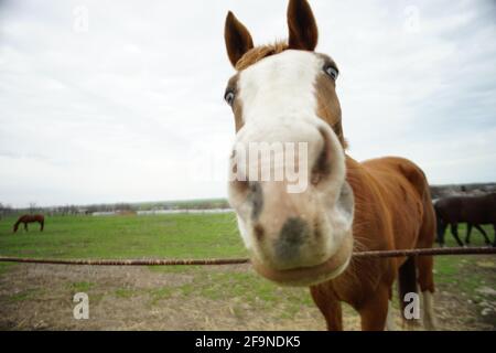 Braunes Pferd mit blauen Augen an einem Frühlingstag in der Nähe des Zauns glasieren. Lustige Nahaufnahme im Porträt Stockfoto