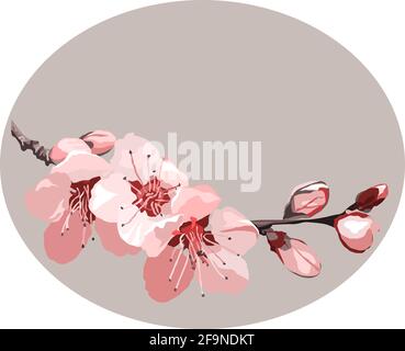vektor von Sakura Kirschblüten Blumen Stock Vektor