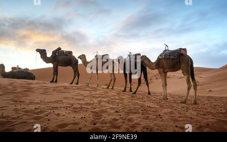 Sonnenuntergang über den Dünen in der Sahara-Wüste. Wunderschöne Sandlandschaft mit herrlichem Himmel und Kamelkarawane. Stockfoto