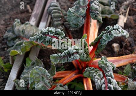 Über Kopf Blick auf Gemüse in den frühen Morgen bedeckt Spätfrost bei kaltem Saisonwetter im Garten Zuteilung oder kleinbäuerliches Konzept von Fros Stockfoto