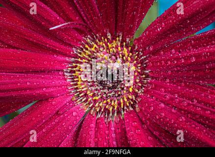 Rote Gerbera Blume Blüte mit Wassertropfen - Nahaufnahme shot Foto details Frühling Stockfoto