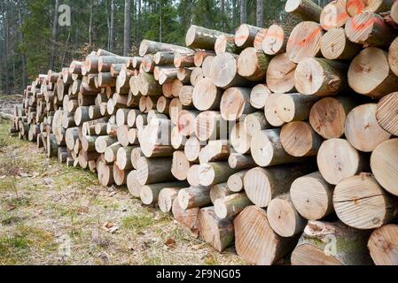 Gefällte Baumstämme stapeln sich in einem Wald, Entwaldung Konzeptbild. Stockfoto