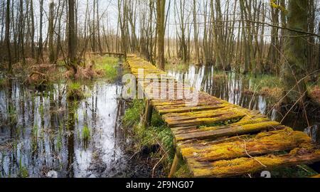 Alte moosige Holzbrücke in einem geheimnisvollen Feuchtgebiet Wald. Stockfoto