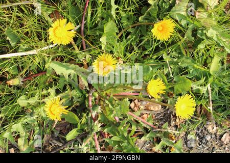 Taraxacum officinale Löwinenpflanze, die aus zahlreichen kleinen gelben Blüten besteht, die auch als gewöhnliches Unkraut bekannt sind. Stockfoto