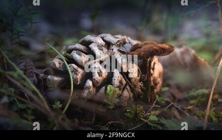 Kleiner brauner Pilz neben Kiefernkegel im Wald Stockfoto