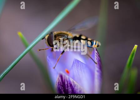 Honigbiene bestäubt an einem Frühlingstag die weiße rosafarbene Krokusblüte. Sammeln von Nektar aus einer Blume Stockfoto