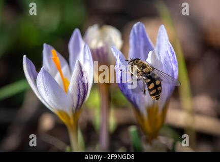 Honigbiene bestäubt an einem Frühlingstag die weiße rosafarbene Krokusblüte. Sammeln von Nektar aus einer Blume Stockfoto