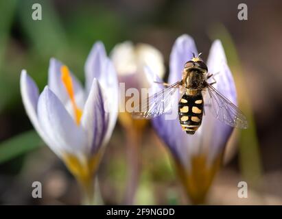 Honigbiene bestäubt an einem Frühlingstag die weiße rosafarbene Krokusblüte. Sammeln von Nektar aus einer Blume Stockfoto