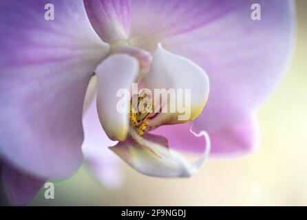 Blühende lila Orchideenblume. Phalaenopsis. Nahaufnahme. Makroansicht Stockfoto