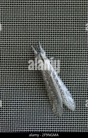 Erwachener Ameisenlöwe (Familie Myrmeleontidae) ruht auf einem Drahtgitter in einer Wohn- oder Außenumgebung Stockfoto