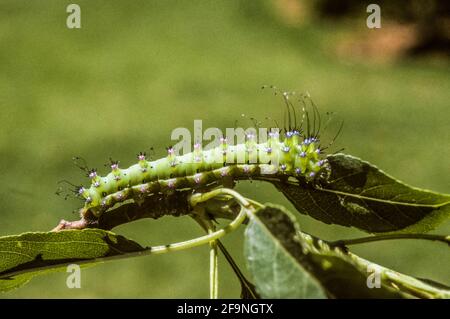 Caterpillar von Saturnia pyri, die riesige Pfauenmotte, die große Pfauenmotte, die riesige Kaisermotte oder der Wiener Kaiser Stockfoto