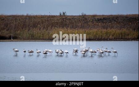 Vogelschar rosa Flamingo zu Fuß auf dem blauen Salzsee von Bulgarien in der Stadt Pomorie Stockfoto