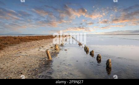 Holzstöcke in Salt Lake in der Nähe von Pomorie Stadt, Burgas Region, Bulgarien bei Sonnenaufgang Stockfoto