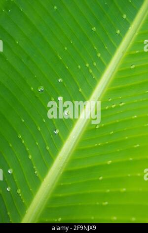 Wassertropfen auf der vertikalen Hochformat-Version des Bananenblatts Stockfoto