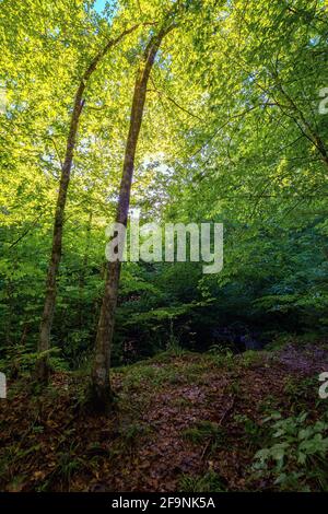 Buchenwald im Sommer. Laubbäume im Morgenlicht. Schöner Naturhintergrund Stockfoto