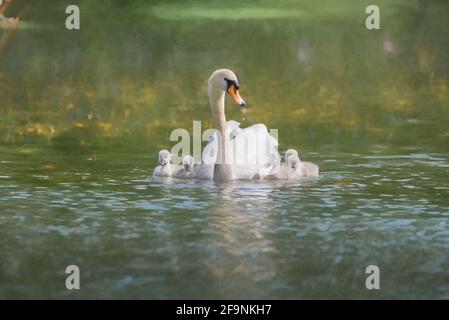 Digitale Malerei eines stumpfen Schwans, Cygnus olor trägt ein Cygnet, und mit Baby Cygnets, auf einem Teich in Großbritannien Stockfoto