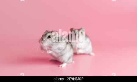 Hamster dzhungariki zwei auf einem rosa Hintergrund, kopieren Raum Stockfoto