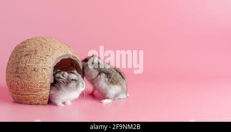 Hamster dzhungariki zwei in einem Haus aus Kokosnuss auf einem rosa Hintergrund, kopieren Raum Stockfoto