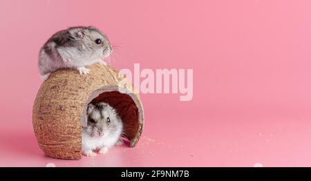 Hamster dzhungariki zwei in einem Haus aus Kokosnuss auf einem rosa Hintergrund, kopieren Raum Stockfoto