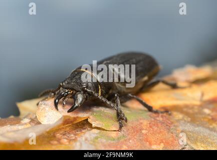 Spondylis buprestoides auf Kiefernrinde Stockfoto